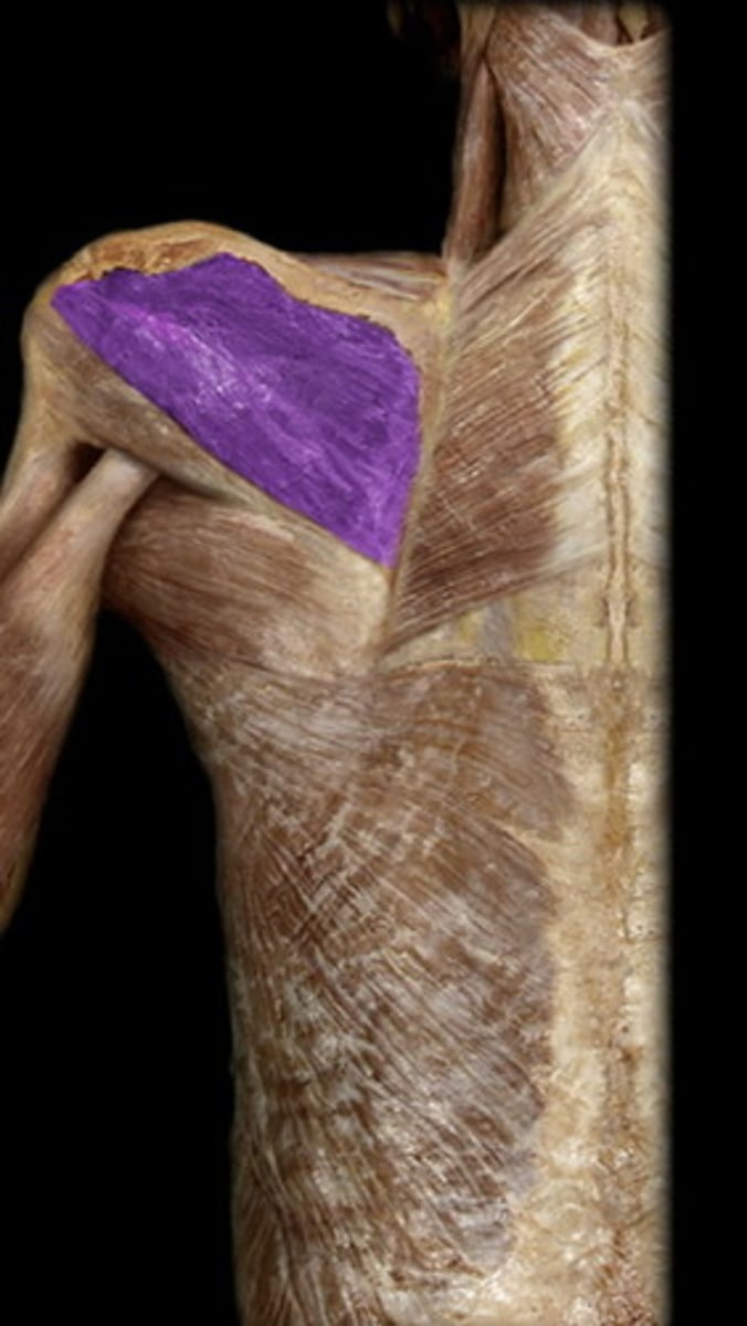 <p>infraspinatus</p>