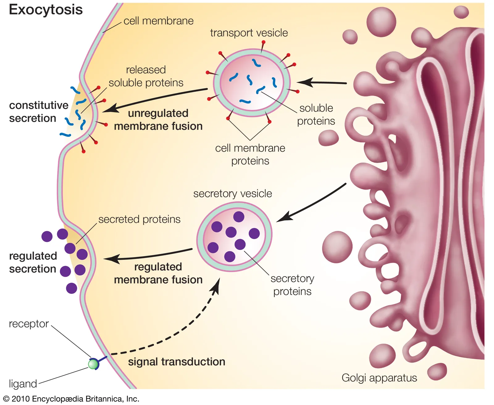 <p><strong>small membrane-enclosed sac that transports substances within the cell</strong></p><p><span style="color: rgb(255, 105, 180);"><strong><span>how vesicles work:</span></strong></span></p><ul><li><p>bud off an organelle, taking a piece of the membrane and internal contents of the organelle from which they derive</p></li><li><p>they then fuse with another organelle or the cell membrane, reforming a continuous membrane and unloading their contents</p></li></ul><p><span style="color: rgb(255, 105, 180);"><strong><span>exocytosis</span></strong></span></p><ul><li><p>a vesicle from the cytoplam fuses with the cell membrane and empties its contents into the extracellular space or delivers protein to the cell membrane</p></li></ul><p><span style="color: rgb(255, 105, 180);"><strong><span>endocytosis</span></strong></span></p><ul><li><p>a vesicle buds off from the cell membrane, bringing material from outside the cell into that vesicle</p></li></ul><p></p>