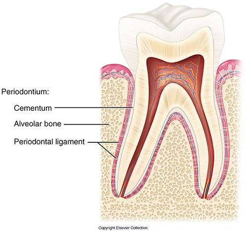 <p><span>A mature adult one will be composed of 65% inorganic crystals and the remaining 35% will be organic (mostly collagen).</span></p>