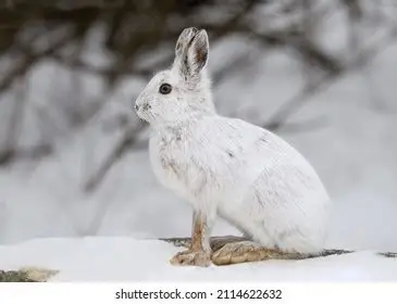 <p><em>Lepus americanus</em></p>