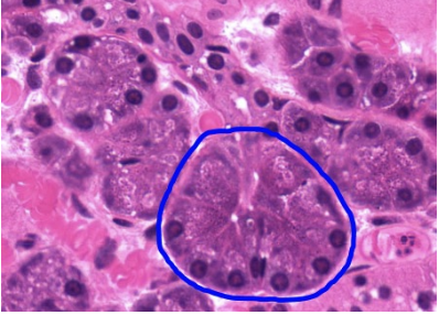 <p>Glándula Párotida</p>