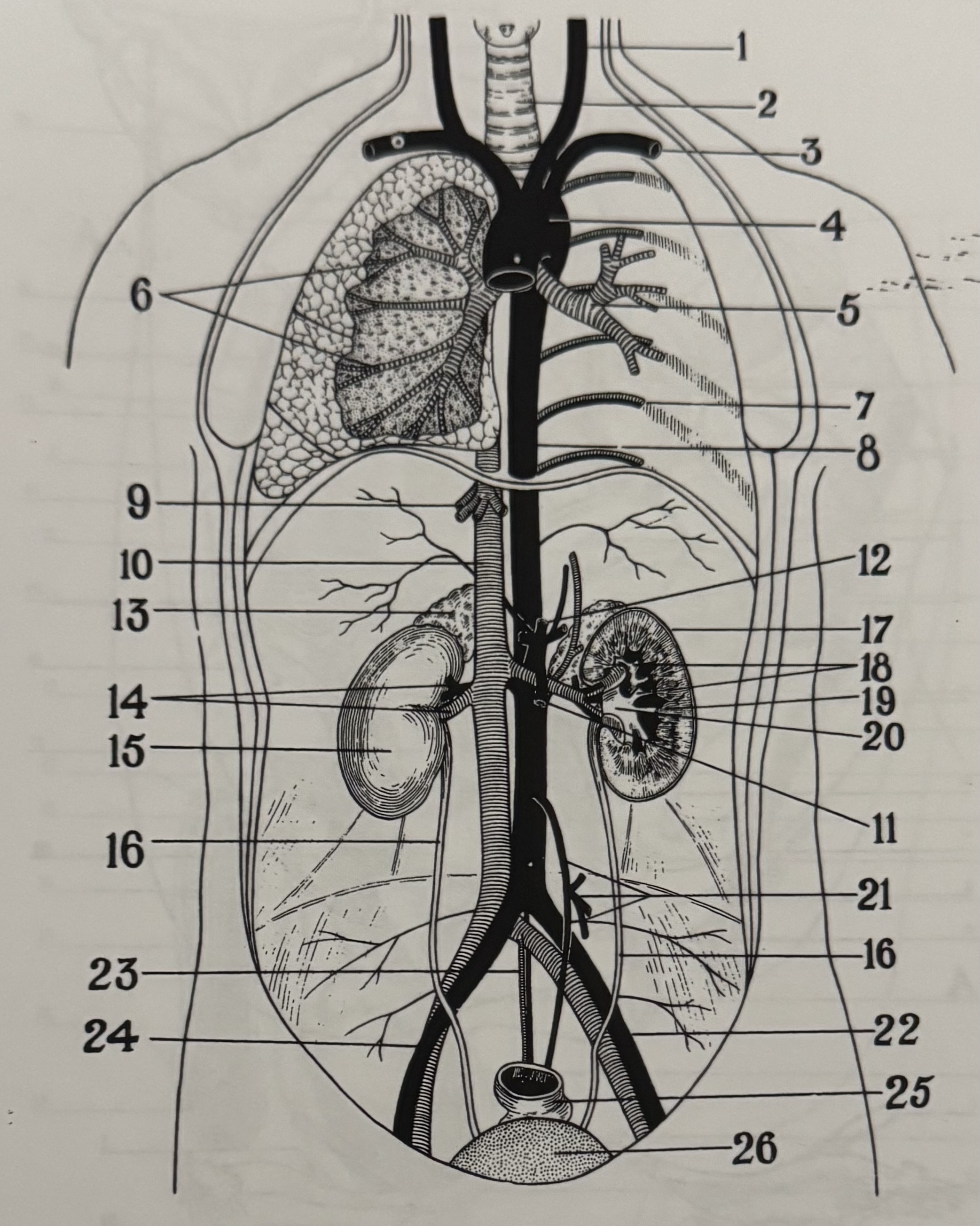 <p>15</p>
