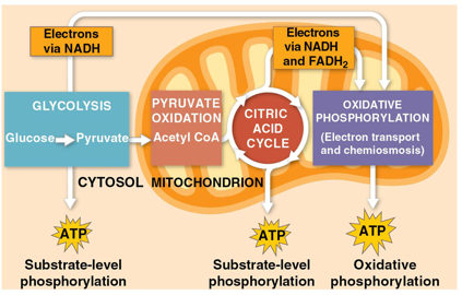<p>process that generates almost 90% of ATP</p><ul><li><p>electron-transport and chemiosmosis</p></li></ul><p></p>