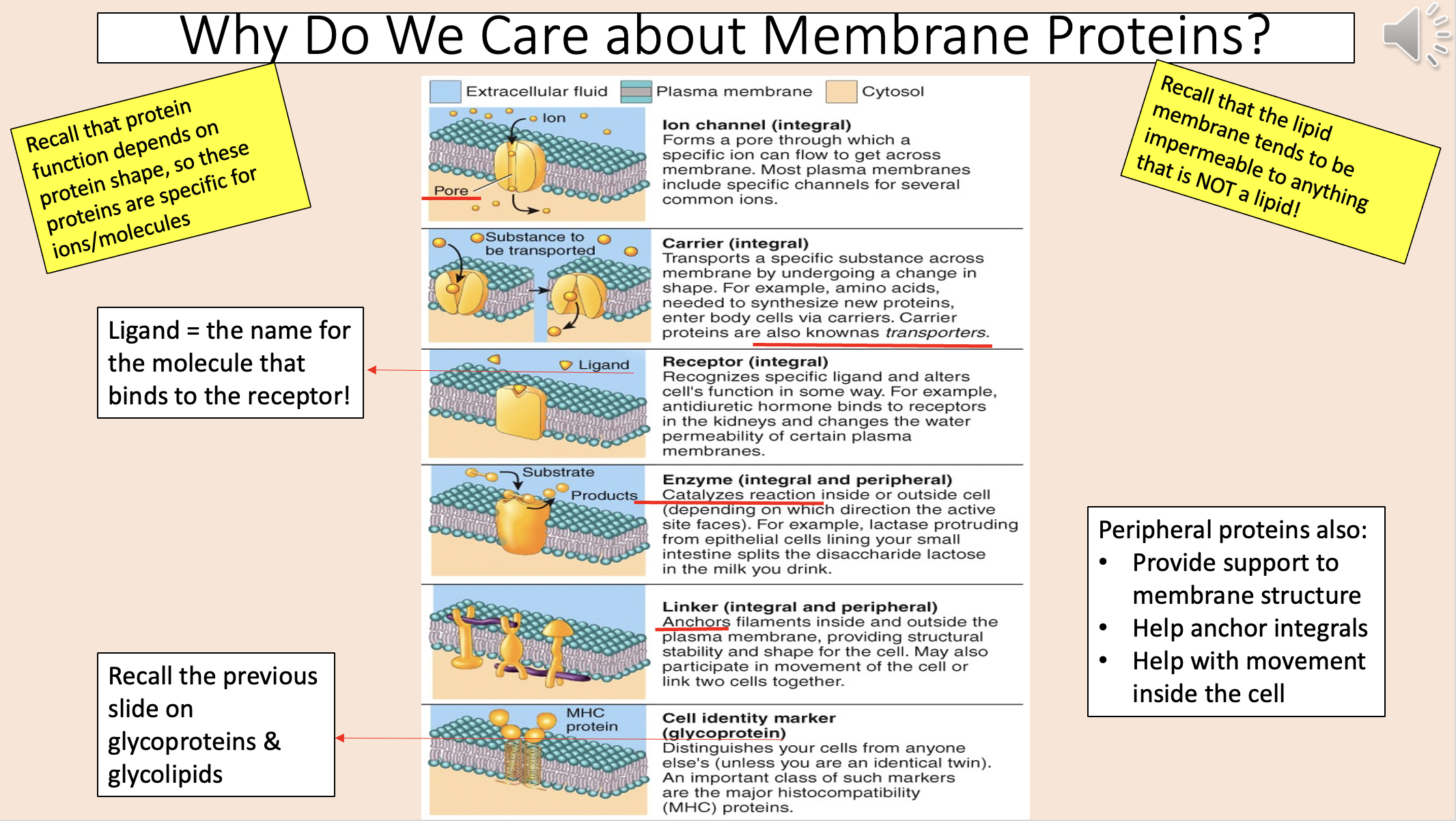 <p>Transports a specific substance across membrane by undergoing a change in shape. For example, amino acids, needed to synthesize new proteins enter body cells via carriers. Carrier proteins are also known as transporters. </p>