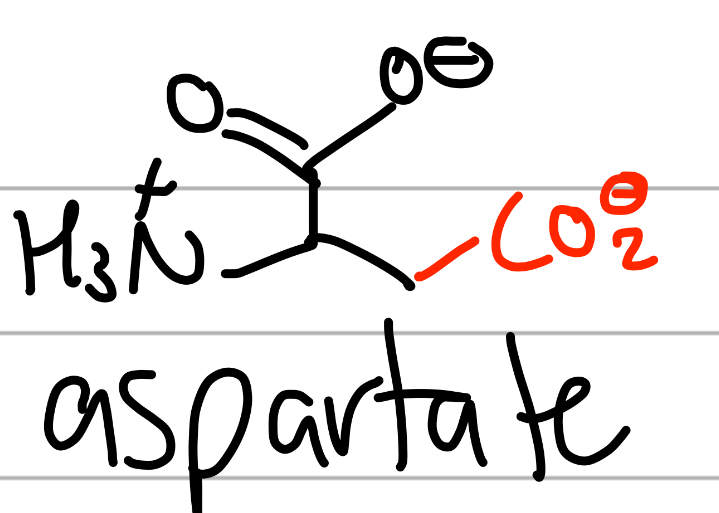 <p>-CH3CO(O-);</p><p>D = asparDate, you ASk for a Date;</p><p>negative charged second carbonyl</p>