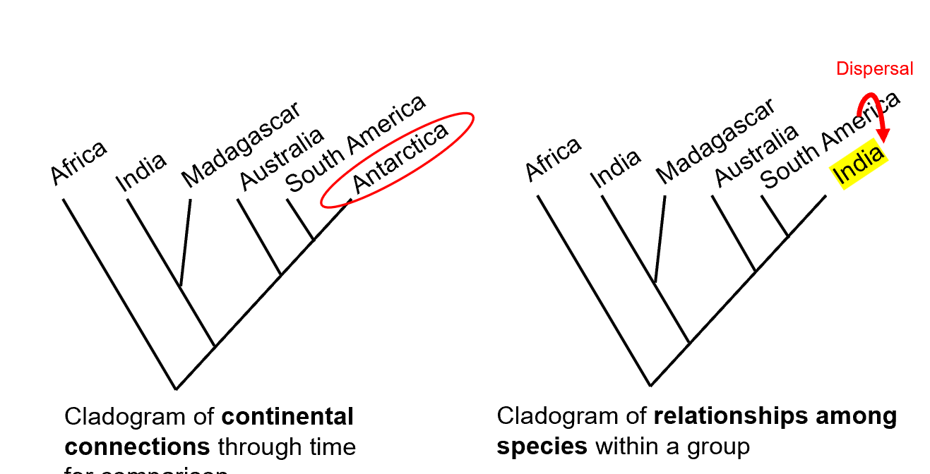 <p></p><img src="https://knowt-user-attachments.s3.amazonaws.com/701e164b-1552-412d-98f3-0c7ab851a979.png" data-width="100%" data-align="center"><img src="https://knowt-user-attachments.s3.amazonaws.com/000f87b1-0ea5-49e2-a718-ad5f50561215.png" data-width="100%" data-align="center"><img src="https://knowt-user-attachments.s3.amazonaws.com/4420fcff-83e1-46a9-89d2-985c6049ba78.png" data-width="100%" data-align="center"><img src="https://knowt-user-attachments.s3.amazonaws.com/c728f776-df49-4b7b-a2f8-63e2b49ef15e.png" data-width="100%" data-align="center"><img src="https://knowt-user-attachments.s3.amazonaws.com/b6e164a1-d9c1-42ef-b6a3-c4abbb93f405.png" data-width="100%" data-align="center"><img src="https://knowt-user-attachments.s3.amazonaws.com/ddf8e253-2fb5-4619-ad69-deb0d6d8ffde.png" data-width="100%" data-align="center"><img src="https://knowt-user-attachments.s3.amazonaws.com/eaf6ad2e-2910-46a2-9b2c-a0755c659b9e.png" data-width="100%" data-align="center"><img src="https://knowt-user-attachments.s3.amazonaws.com/f21982d2-4c67-497c-bcb6-884afc312476.png" data-width="100%" data-align="center"><img src="https://knowt-user-attachments.s3.amazonaws.com/0b3d66de-ebb4-4f4d-8ff6-a72376e4fd92.png" data-width="100%" data-align="center"><img src="https://knowt-user-attachments.s3.amazonaws.com/0344e9a3-30e4-45d1-bbfe-400a1eca6a84.png" data-width="100%" data-align="center"><img src="https://knowt-user-attachments.s3.amazonaws.com/32d72b4f-8b58-43d9-afa0-2ba437dce949.png" data-width="100%" data-align="center"><img src="https://knowt-user-attachments.s3.amazonaws.com/1f400e5e-ba35-478c-8928-5fac46ede57f.png" data-width="100%" data-align="center"><img src="https://knowt-user-attachments.s3.amazonaws.com/75412698-a0b9-4a73-9c00-b66417684b21.png" data-width="100%" data-align="center"><img src="https://knowt-user-attachments.s3.amazonaws.com/e747c0b0-6a3b-4d07-9095-2a8bb9bae78c.png" data-width="100%" data-align="center"><img src="https://knowt-user-attachments.s3.amazonaws.com/a247e428-51b8-43db-8c9e-34051fdebf50.png" data-width="100%" data-align="center"><img src="https://knowt-user-attachments.s3.amazonaws.com/22400d01-0806-4ee5-aebb-fc9862f8535b.png" data-width="100%" data-align="center"><img src="https://knowt-user-attachments.s3.amazonaws.com/3078325f-848f-45e7-8e15-ca026202d7ac.png" data-width="100%" data-align="center"><img src="https://knowt-user-attachments.s3.amazonaws.com/608fc822-348d-427f-a430-b23131e0d3ec.png" data-width="100%" data-align="center"><img src="https://knowt-user-attachments.s3.amazonaws.com/02ecfe24-0eaf-4687-b126-c938a7b13c6c.png" data-width="100%" data-align="center"><img src="https://knowt-user-attachments.s3.amazonaws.com/d518c8b7-6527-4540-911d-b1d4f4273d55.png" data-width="100%" data-align="center"><img src="https://knowt-user-attachments.s3.amazonaws.com/fcccf1a3-7a52-4ffe-91e1-65c6f1438ecb.png" data-width="100%" data-align="center"><p><strong>Faunal Differences Between Laurasia and Gondwana</strong></p><ul><li><p>Laurasia: Diverse ceratopsians, hadrosaurs, tyrannosaurs.</p></li><li><p>Gondwana: Dominance of sauropods (titanosaurs), abelisaurid theropods.</p></li><li><p>Different evolutionary paths due to continental drift after breakup of Pangaea.</p></li></ul><p></p>