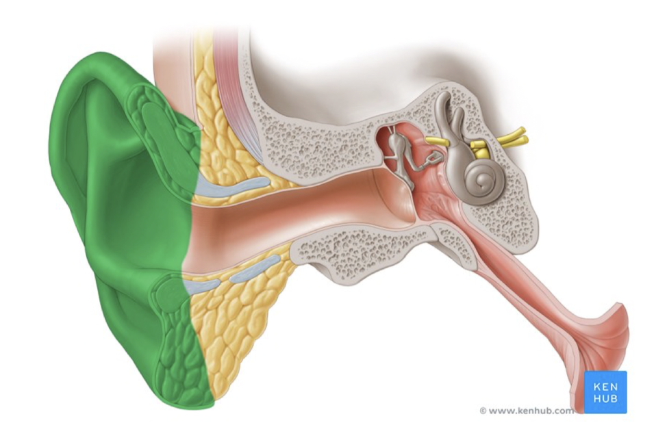 <p>What part of the outer ear is in green?</p>