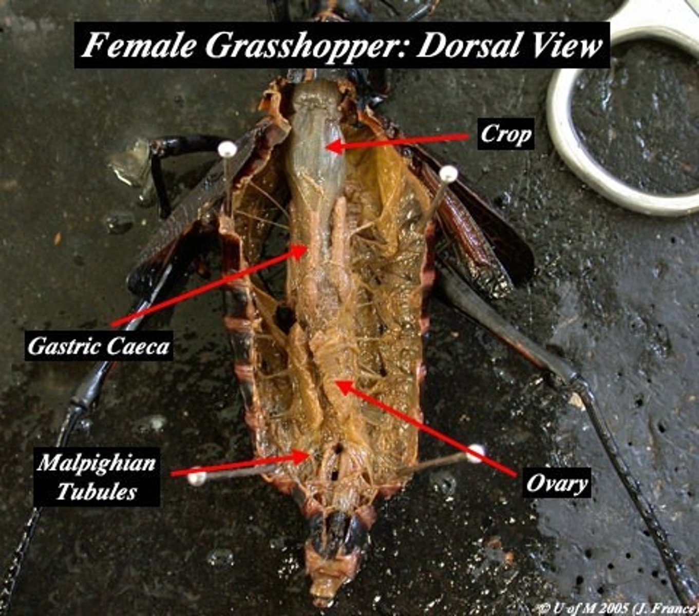 <p>crop: stores food</p>