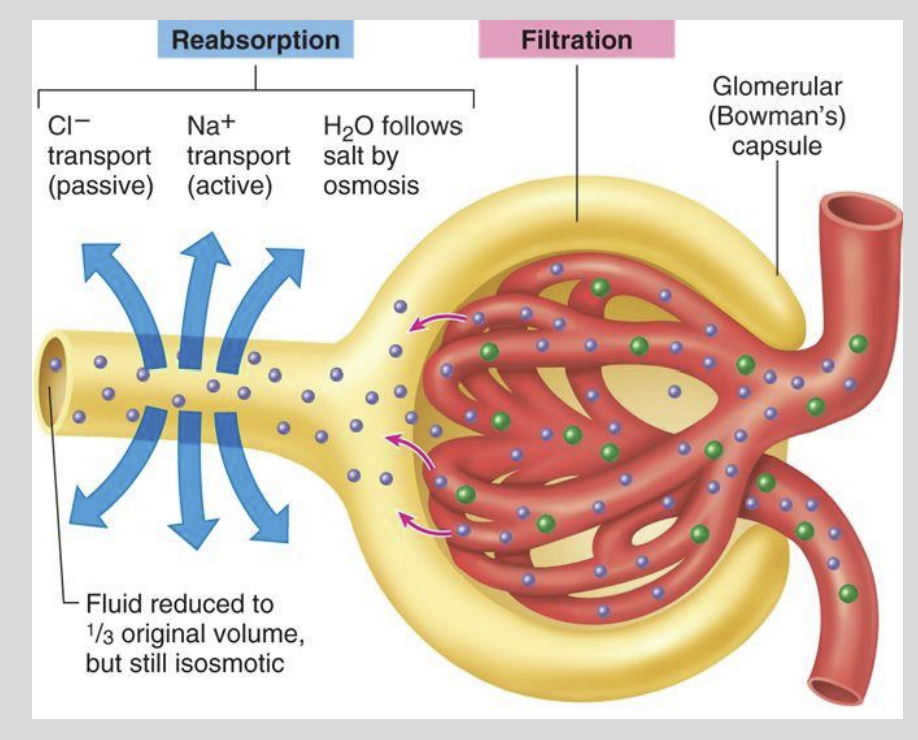 <ul><li><p>Proximal Tubule</p></li><li><p>At constant and unregulated rate</p></li></ul><p></p>