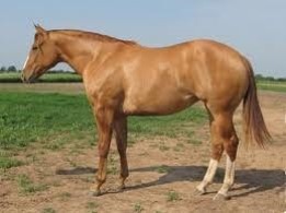<p>What is this horse breed?</p>