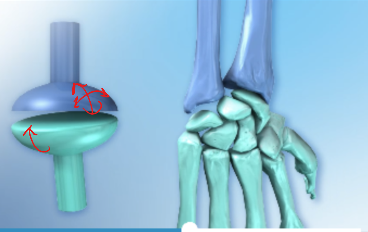 <p><span>allow for flexion and extension, abduction and adduction and limited circumduction and include the wrist (radiocarpal, metacarpophalangeal or knuckles,metatarsophalangeal) joint</span></p>
