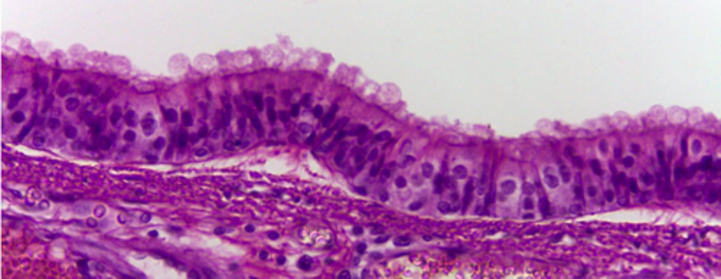 <p>What type of tissue is presented on the slide?</p>