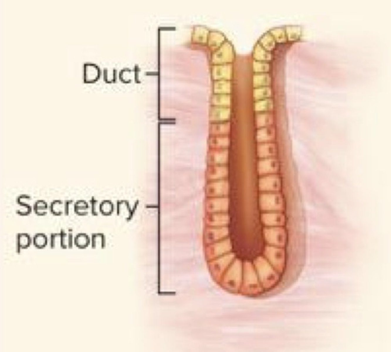 <p>What gland duct type is this?</p>