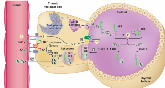 Thyroid hormone synthesis requires **iodine** (essential mineral obtained from diet) 

\
**1.** Idioine is taken up from bloodstream and into follicular cells of thyroid by Na+/I co-transport through  **secondary active transport**

\
**2.** A protein if then formed called **thyroglobulin (Tg)** in the colloid 

\
**3.** Iodide is then secreted into colloid

\
**4.** Attachment of iodine to Tg generates MIT (mono-iodothyronine), DIT (di-iodothyronine), **T3 (tri-iodothyronine)** and **T4 (tetraiodothyronine)** 

\
**5.** When thyroid hormones required, thyroglobulin-containing colloid is taken into follicular cells by phagocytosis and these cells will release T3 and T4 from thyroglobulin through **simple diffusion (they are lipophilic)** 

\
**6.** In plasma, thyroid hormones bind to proteins called **thyroxine-binding globulin TBG**

\
**7.** Most of T4 is converted to T3 (more active form of thyroid hormone) 

\
**8.** Free/unbounded hormone binds to target cell receptors 