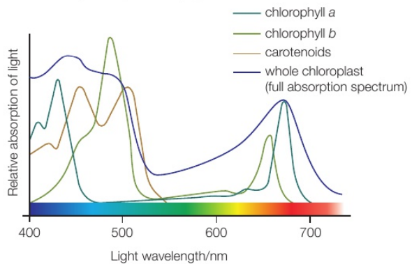 <p>What is the absorption spectrum?</p>