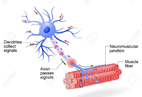 <p>a group of muscle fibres that are contracted via the same motor neuron</p>