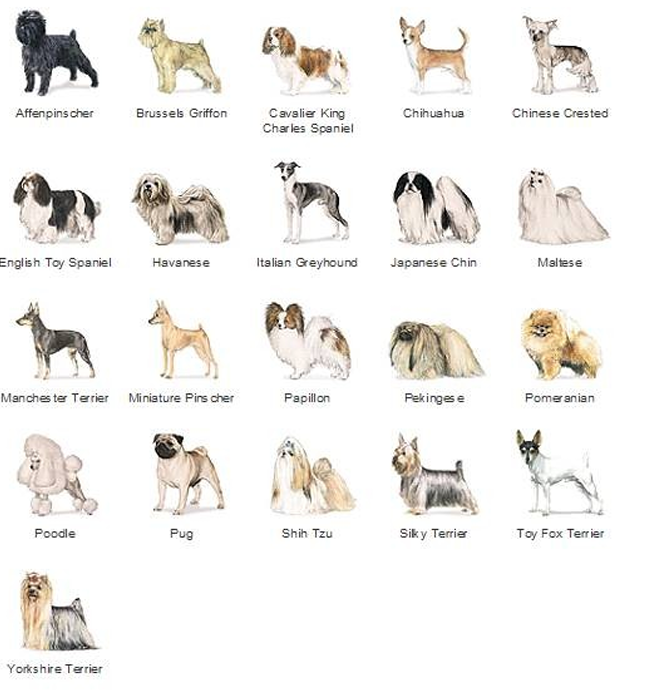 <p>Toy breed group</p>
