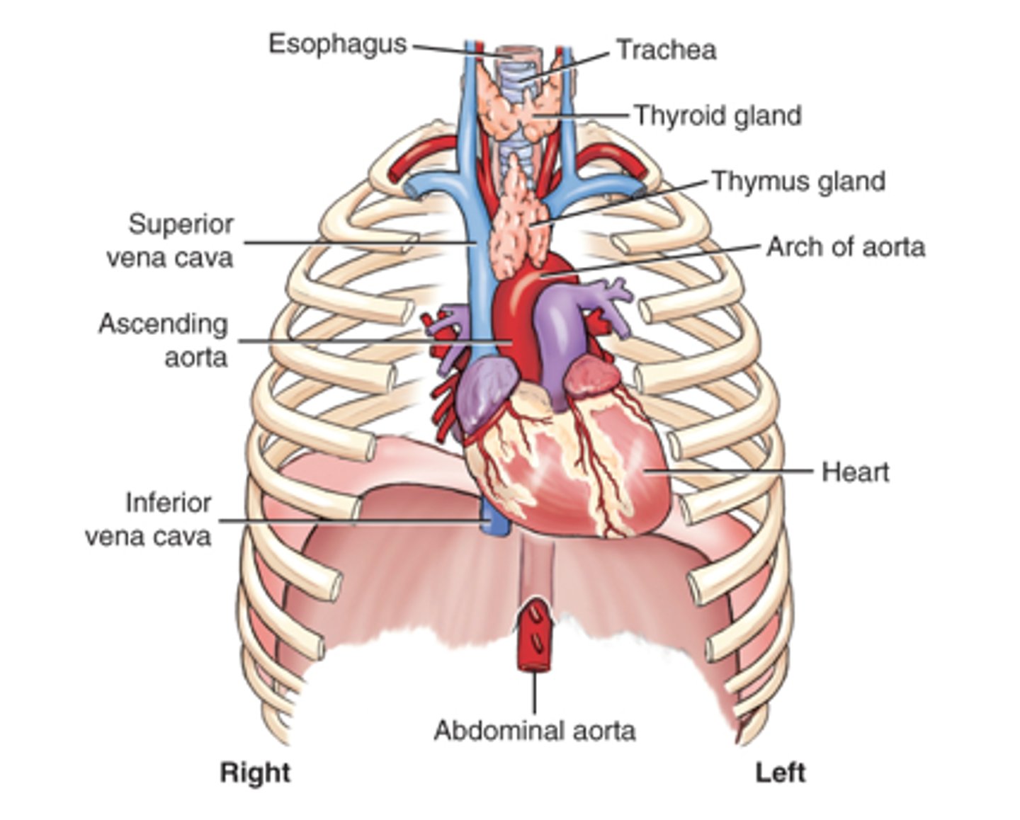 <p>d. Epiglottis</p>
