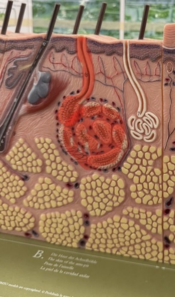 <p>Secretes thicker sweat associated with body odor</p>