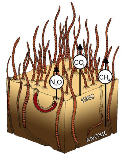 <p>Midge larva (Diptera: Chironomidae) in its U-shaped burrow </p><p>Oligochaete worms (Oligochaeta: Tubificinae) feeding head-down in sediments</p>