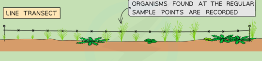 <p>A tape or string is laid along the ground in a straight line between two poles. Sampling is rigorously confined to organisms that are touching the line.</p><p></p>