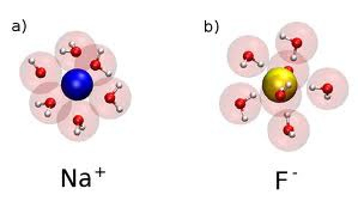 <p>the water molecules surround the molecules</p>