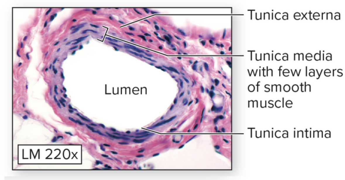 <p>Muscular arteries</p>