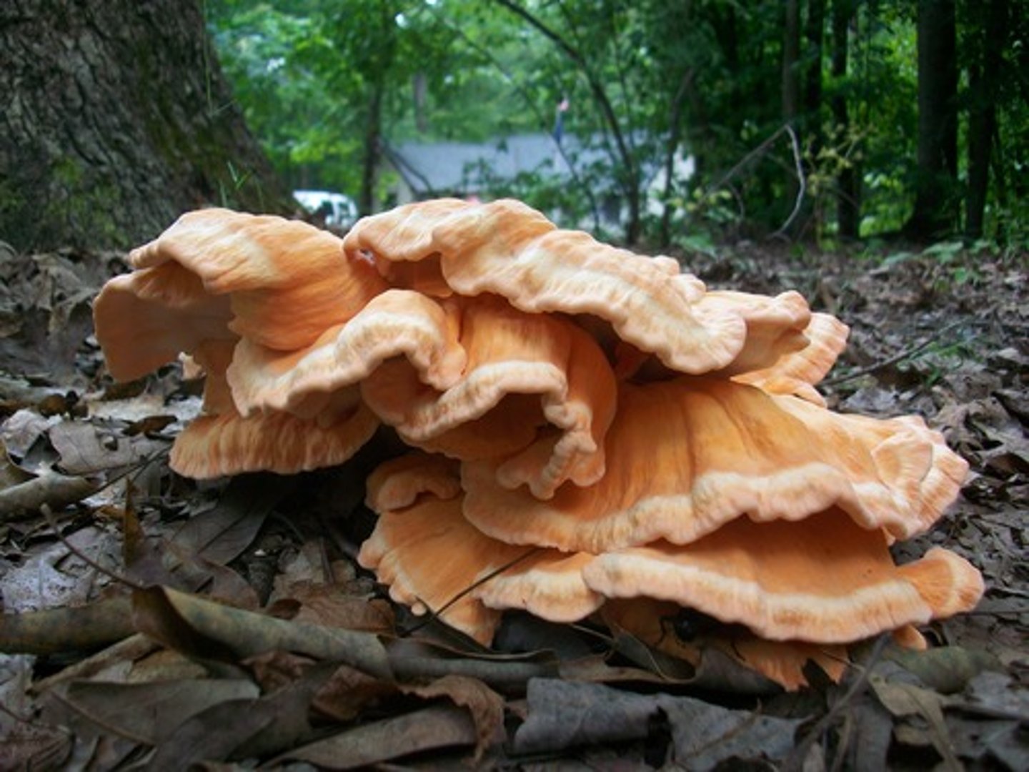<p>Kingdom composed of heterotrophs; many obtain energy and nutrients from dead organic matter, usually multicellular</p>