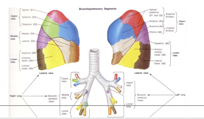 <p>branches within the lobe of a lung</p><ul><li><p>supported by crescent-shaped cartilage plates</p></li><li><p>10 on the right, 8 on the left</p></li><li><p>tertiary bronchi supply a specific <strong>bronchopulmonary segment </strong></p><ul><li><p>functionally independent unit of the lung tissue</p></li></ul></li></ul><p></p>