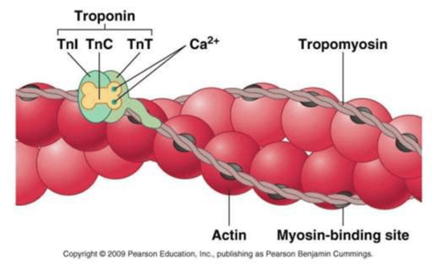 <p>troponin / 3 subunits</p><p>* TnT binds tropomyosin</p><p>* TnL inhibitory subunit</p><p>* TnC calcium binding subunit</p>