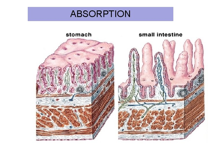 <ul><li><p>THE MUCOSA LAYER!!!!</p><ul><li><p>in stomach—&gt; invaginate and make pits</p></li><li><p>in small intestine—&gt; have villi and crypts (small invaginations)</p></li></ul></li></ul><p></p>