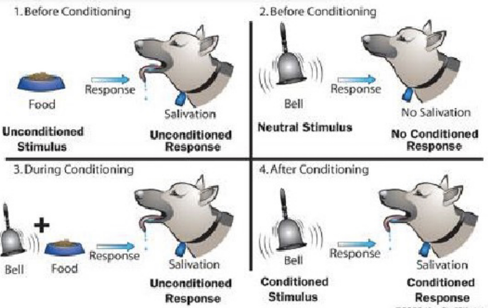 Operant Conditioning (Pavlov)