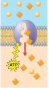 <p>requires energy and moves against the concentration gradient</p>