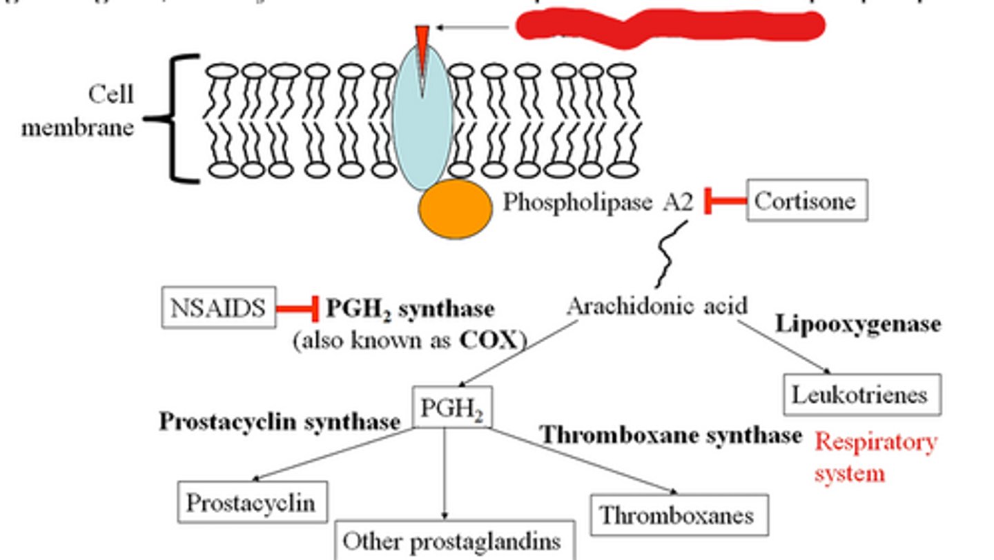 <p>these get released in a case of injury or infection and they bind to the cell surface receptors which activates the phospholipase A2 enzyme</p>