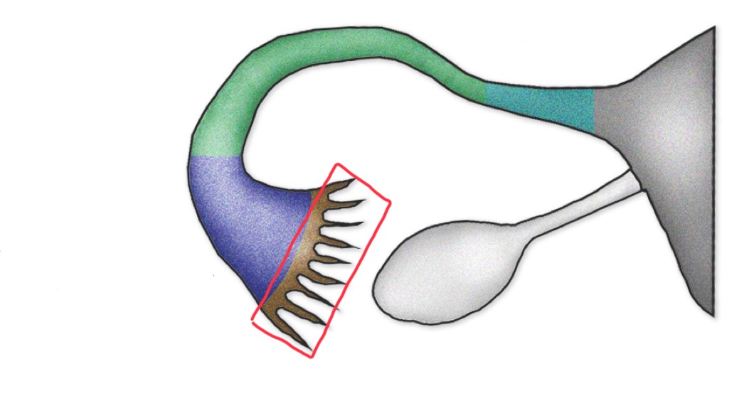 <p>What are this section of the uterine tube called?</p>
