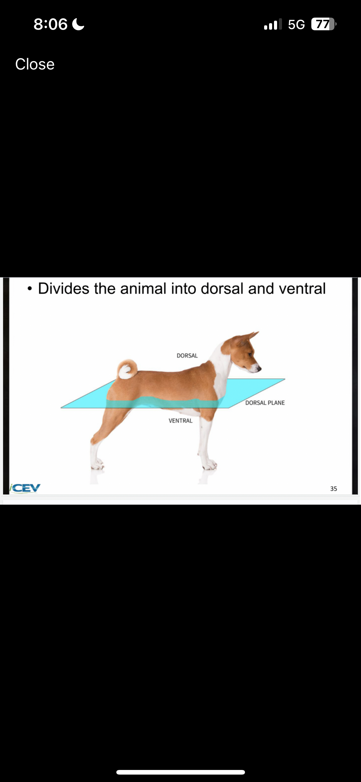 <p><span>Divides the animal into dorsal and ventral</span></p>