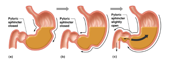 <ul><li><p>partially digested food inside the stomach</p></li><li><p>made of acid, mixture of food, and mucus </p></li></ul><p></p>