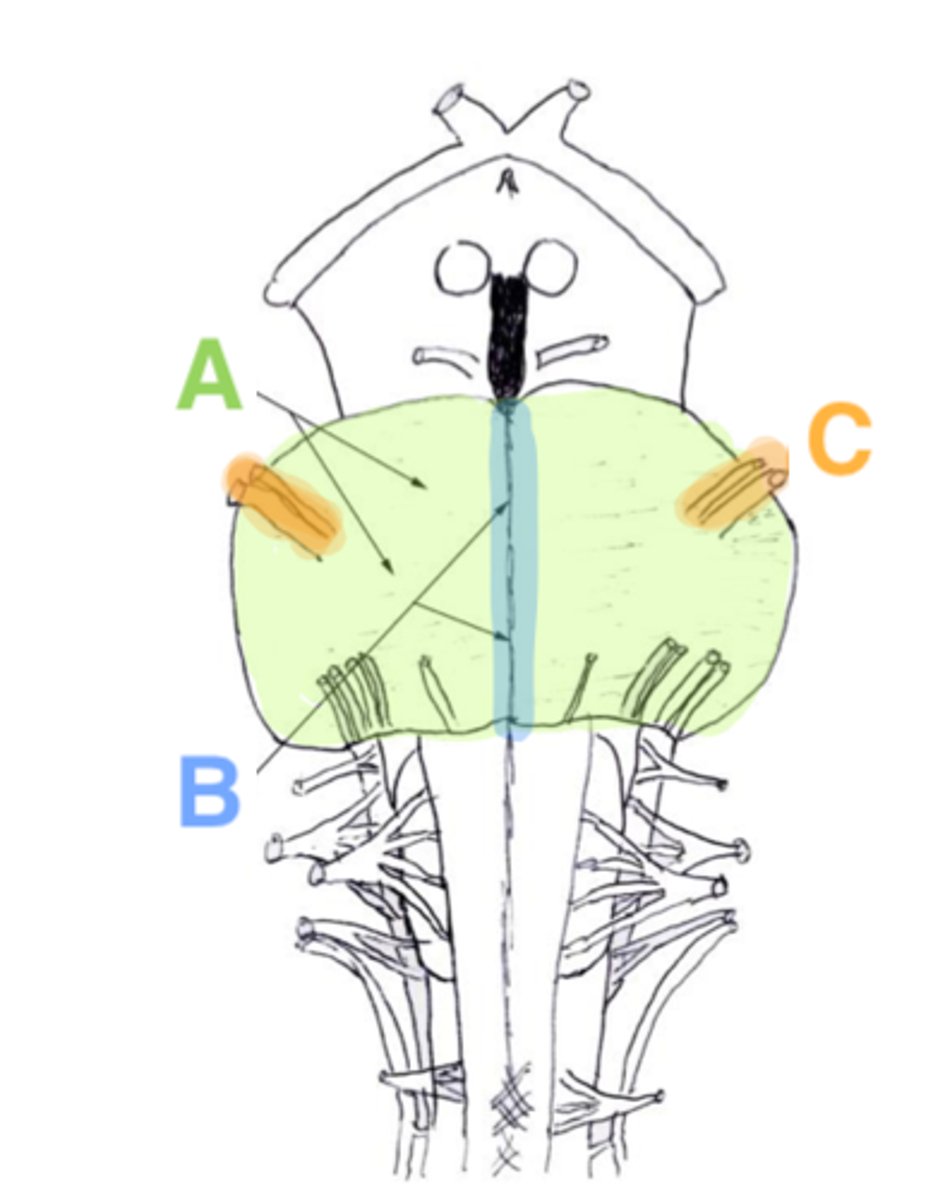 <p>basilar sulcus</p>