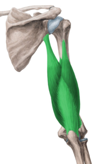 <p>Where does the triceps brachii insert and what is its primary action?</p>