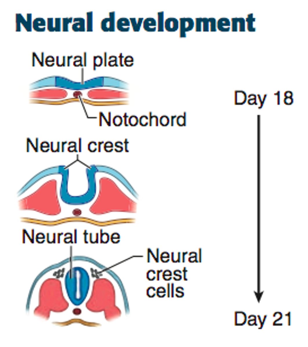 <p>thickened region of the ectodermal layer, proximal to underlying notochord, that gives rise to the neural tube</p>