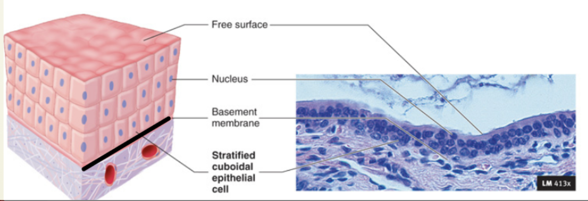 <ol><li><p><strong>Protective/secretory/absorptive lining</strong></p></li><li><p><strong>Apical surface - “Free surface”</strong></p><ul><li><p><em>Polarity</em></p></li></ul></li><li><p><strong>Basement membrane</strong></p><ul><li><p><em>Support from connective tissue</em></p></li></ul></li><li><p><strong>Tightly packed</strong></p><ul><li><p><em>Specialized contacts</em></p></li></ul></li><li><p><strong>Avascular</strong></p><ul><li><p><em>Avascularity</em></p></li></ul></li><li><p><strong>Basal cells readily divide</strong></p><ul><li><p><em>High regenerative capacity</em></p></li></ul></li></ol><p></p>