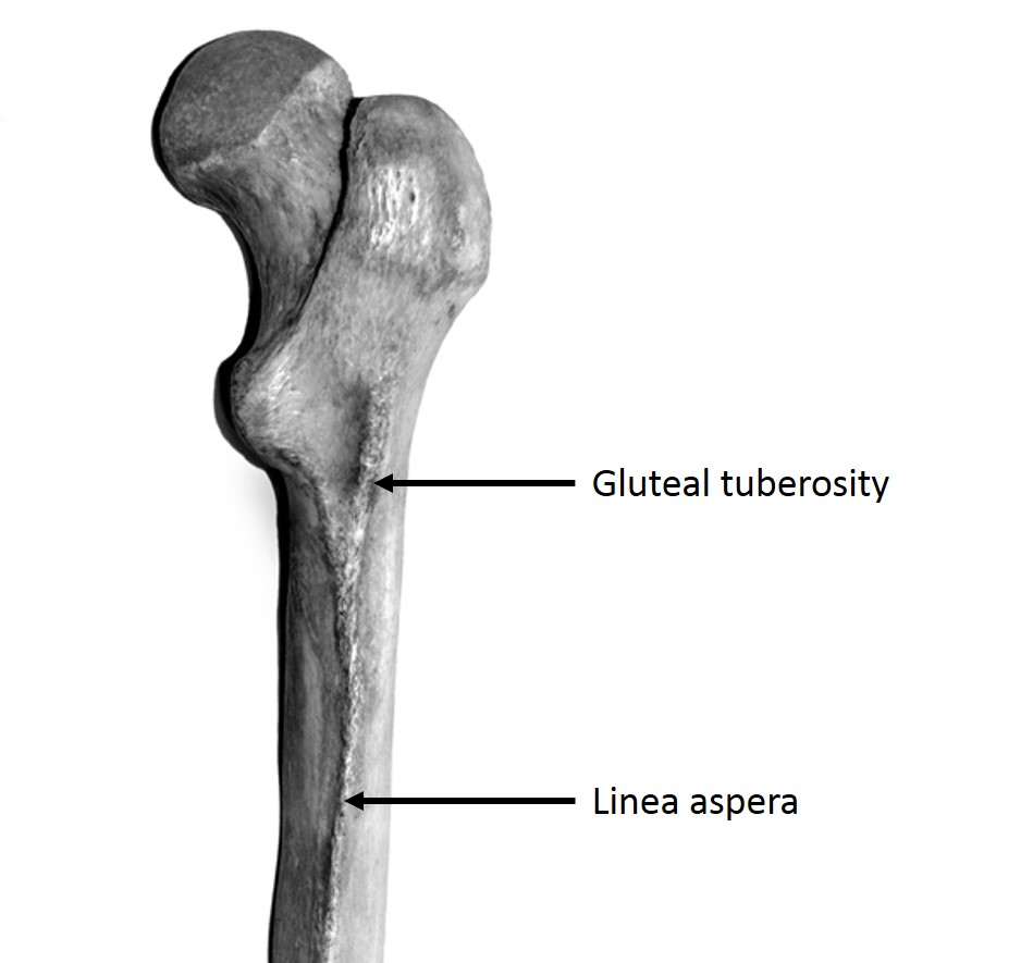<p>raised line, like the lina aspera of femur</p>