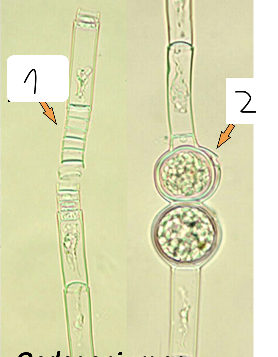 <p>Co jest oznaczone 2?</p>