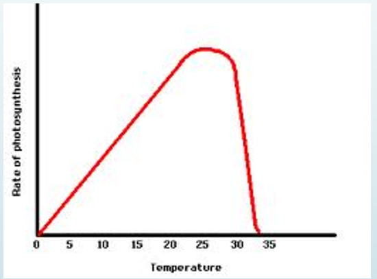 <ul><li><p>Molecules are moving faster &amp; colliding with enzymes more frequently, facilitating chemical reactions.</p></li><li><p>However, at temperatures higher than this point, the rate of photosynthesis decreases.</p></li><li><p>Enzymes are denatured.</p></li></ul><p></p>