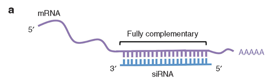 <p>A type of non-coding RNA that originates from mRNA or viral RNA, starts as an RNA duplex or ssRNA that forms long hairpins, degrades mRNA, and targets genes from which it was transcribed</p><ul><li><p>siRNA originates from dsRNA that arises from RNA viruses or long hairpins</p></li><li><p>dsRNA is cleaved by Dicer to produce siRNAs</p></li><li><p>siRNA combines with proteins to form RISC complex → if there is a <u>perfect</u> base pairing with mRNA, the siRNA cleaves and degrades the mRNA</p></li></ul><img src="https://knowt-user-attachments.s3.amazonaws.com/687b2b98-e5ca-46c1-8459-9f4a6a62f864.png" data-width="100%" data-align="center" alt=""><p></p>