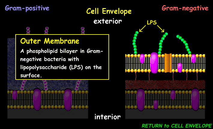 <p><span><span>Acts as a selective barrier in Gram-negative bacteria, protecting against toxic substances like antibiotics and external insults</span></span></p>