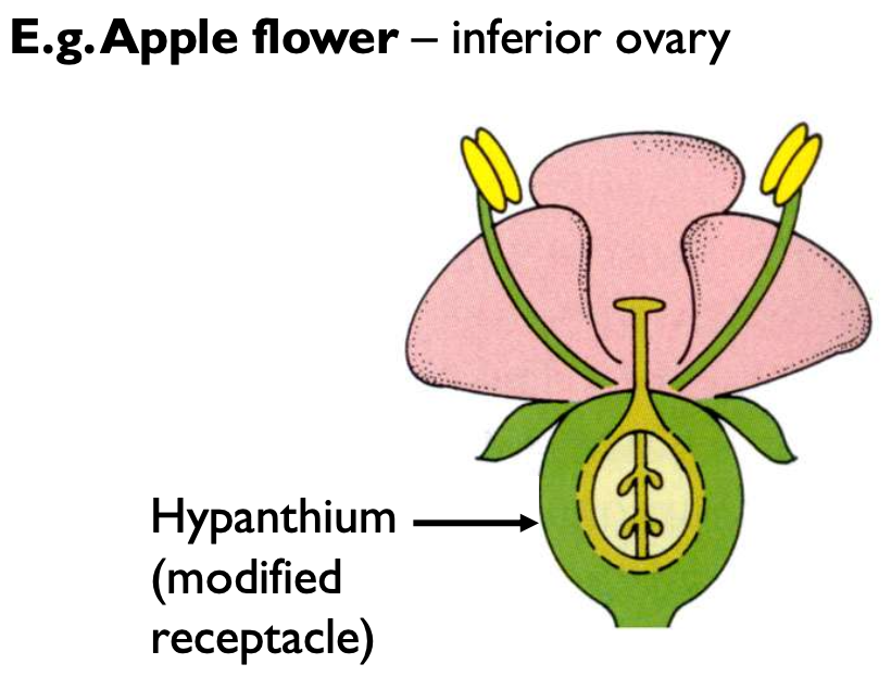 <p>F. Accessory floral tissues may become united with the ovary</p><p>during its maturation and form part of the fruit.</p>