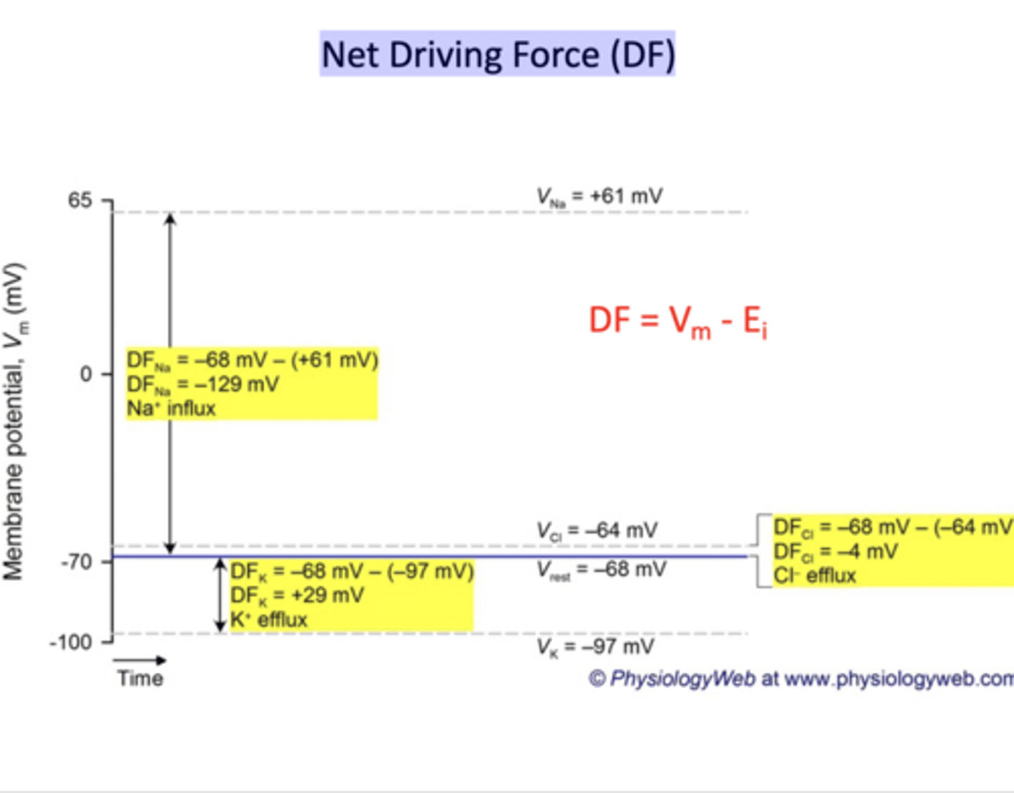 <p>what is the net driving force?</p><p>(A)Used to calculate resting membrane potential</p><p>(B)Used to calculate equilibrium potential</p><p>E Ion= 60log [ion] outside/[ion] inside</p><p>(C)(B)Used to calculate threshold potential</p><p>(D)Used to calculate equilibrium potential</p><p>E Ion= 60log [ion] inside/[ion] outside</p><p>(E) net electromotive force that acts on the ion. ... Its arithmetic sign (i.e., positive or negative) along with the knowledge of the valence of the ion (i.e., cation or anion) can be used to predict the direction of ion flow across the plasma membrane (i.e., into or out of the cell). = Vm- EiVm = membrane voltageEi = equilibrium potential+ efflux- Influx</p>