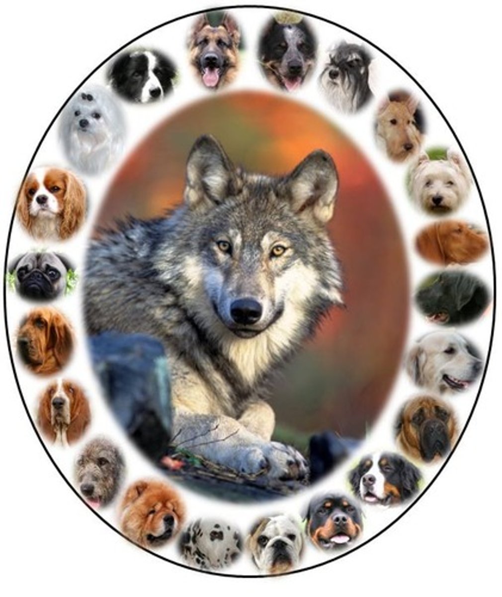<p>Dogs (Canis lupus familiaris) were domesticated from wolves (Canis lupus) 15000 years ago.</p>