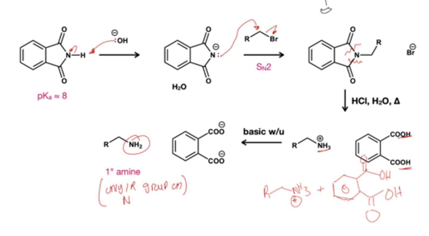 <p>1.) NaOH; base to deprotonate the cyclic structure</p><p>2.) R-Br( alkyl halide)</p><p>3.) HCl, H2O, and heat</p><p>4.) basic work-up</p>